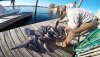 fish nov 2015-dock1.jpeg