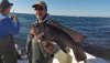 fish Nov 2015-Mark seabass2.jpeg